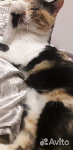 Кошка Кошка