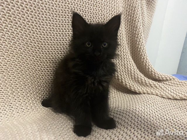 Мейн-кун котёнок