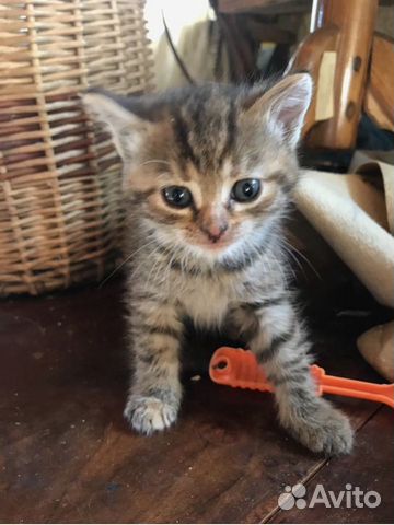 Котенок Том Котенок Том