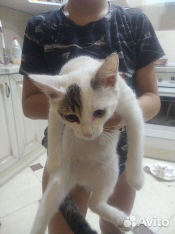Кошка