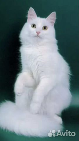 Белый котенок