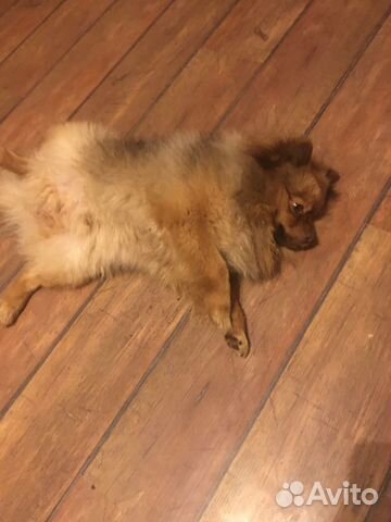 Немецкий шпиц вязка