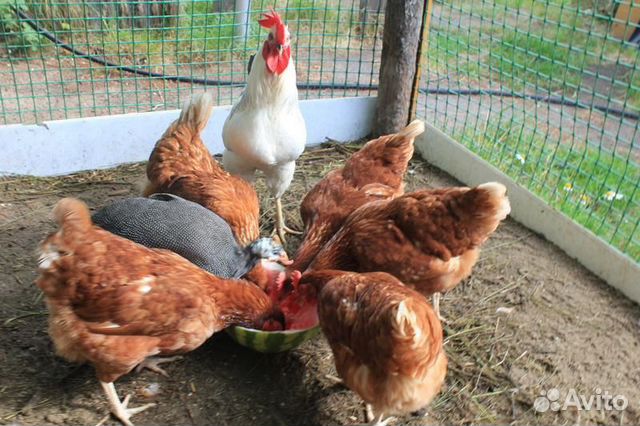 Купить Несушек В Московской Области Дмитровский Район