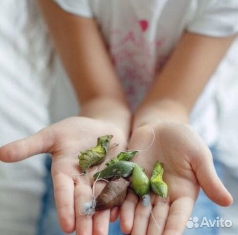 Ферма с куколками тропических бабочек