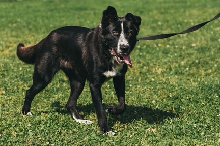 Собака в добрые руки