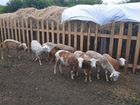 Катумские овцы чистокровные объявление продам