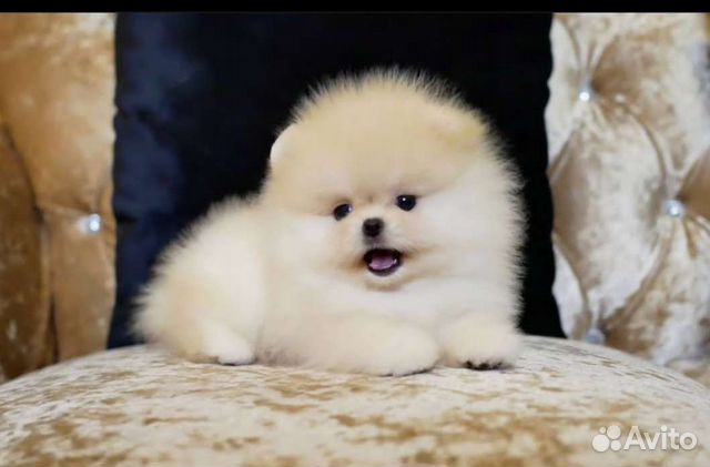 Померанский шпиц эксклюзивный