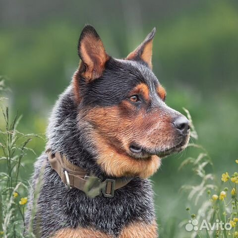 Кобель для вязки Австралийский хилер