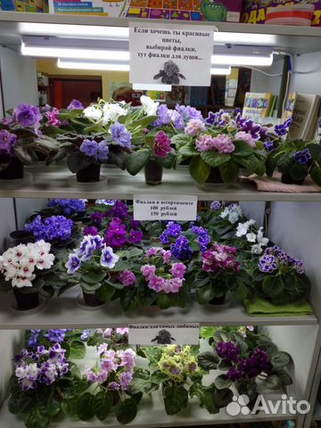 Фиалки сортовые