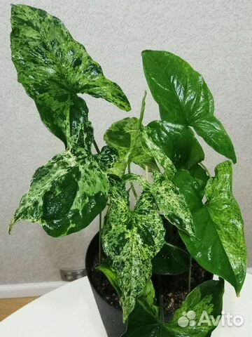 Монстера Альба