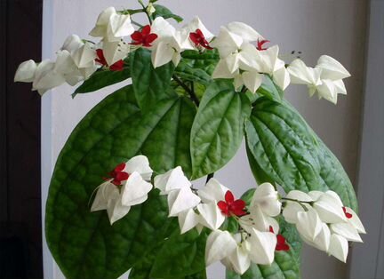 Клеродендрум Томпсона, укорененный черенок