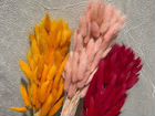 Сухоцветы лагурус объявление продам