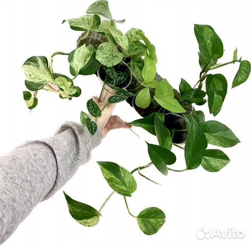 Свежак Фил неон треби сциндапсус