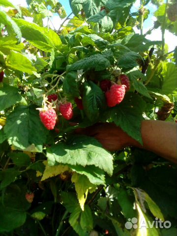 Малина, саженцы