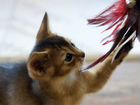 Чистокровный абиссинский котик из питомника объявление продам