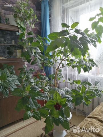 Гибискус китайская роза