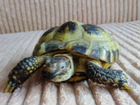 Черепаха сухопутная с террариумом объявление продам