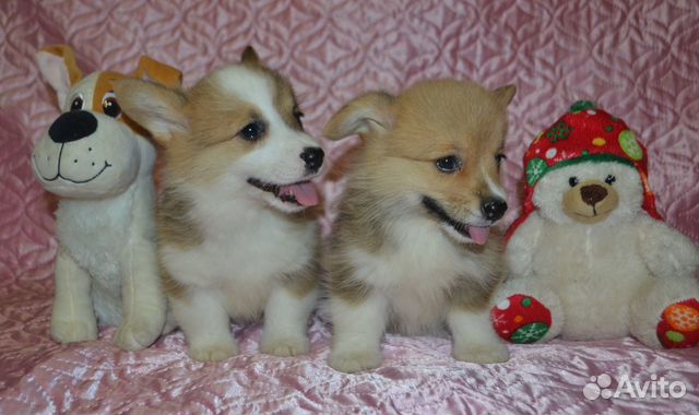 Бордер колли. Девочки и мальчики для вас