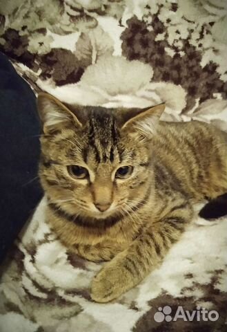 Кошка стерилизована 6 лет