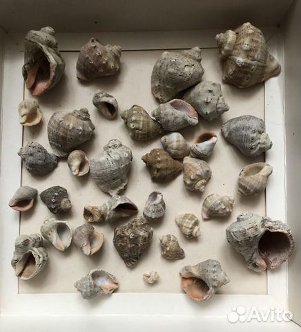 Морские ракушки