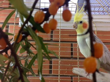 Попугай корелла cамец в пару к самке