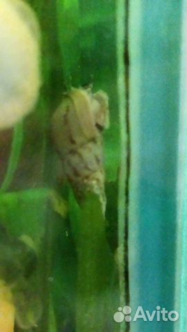 Мелания улитка