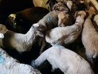 Баран овцы объявление продам