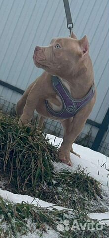 Американский булли мальчик