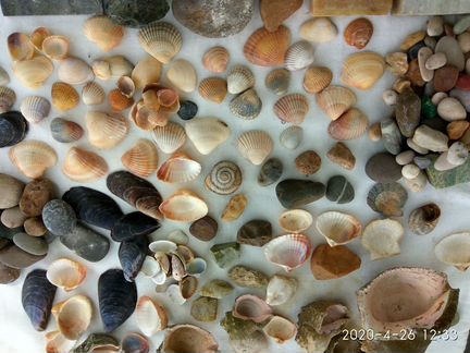 Ракушки и камешки