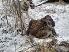 Гибрид западно сибирской лайки с волком объявление продам