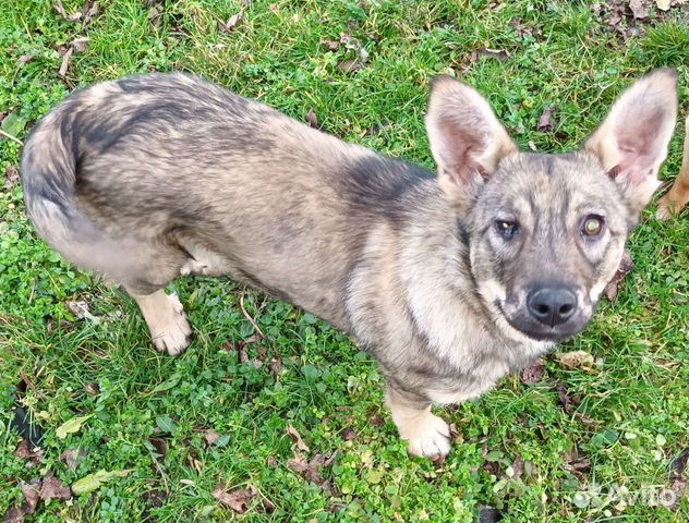собаки абинск. бобтейл и дети. абинск собачий район. собаки абинск. потерянные собаки в абинске.