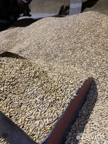 Пшеница Ячмень Зерно