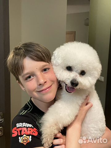 Бишон фризе вязка