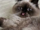 Персидская кошка ищет кота на вязку объявление продам