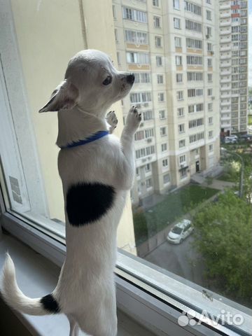 Вязка кобель чихуахуа
