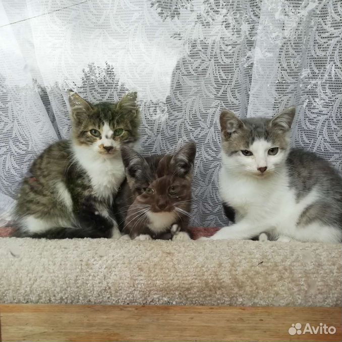 бездомные котята в сарае. кошка несет котенка на кровать. доверие кошки. кошка приводит котят. уличная кошка привела котят.