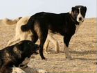 Таджикский волкодав обмен на барана