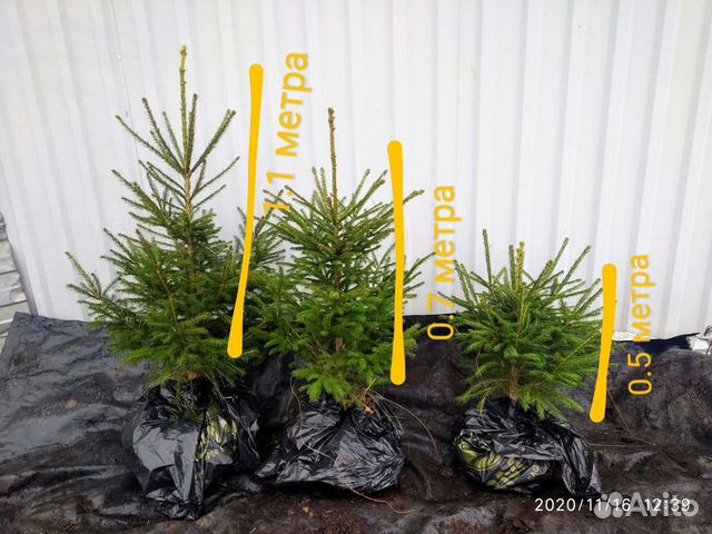 Ель и Кизильник для изгороди 0.5-1.5 метра