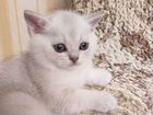 Шотландские котята серебристая шиншилла объявление продам