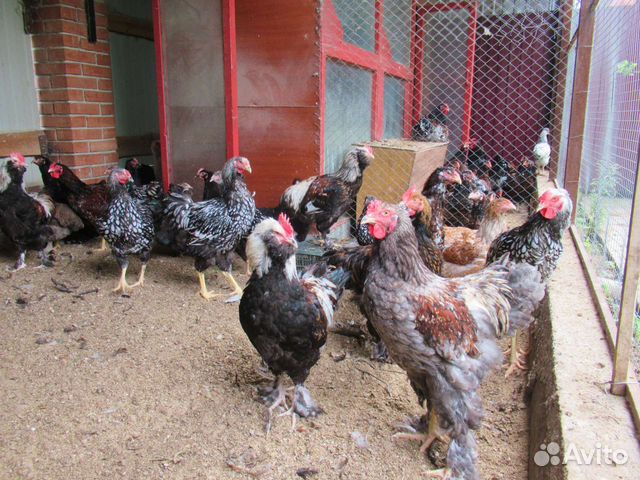 Петухи породные разных возрастов