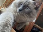 Невский маскарадный кот - вязка