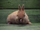 Декоративный карликовый кролик мальчик объявление продам