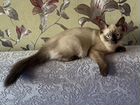 Кошка порода Невская маскарадная объявление продам