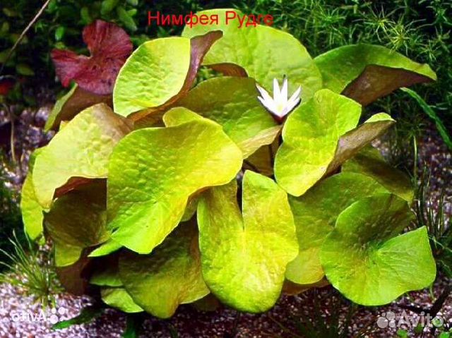 Аквариумные растения