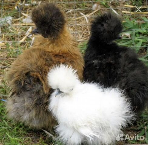 Инкубационное яйцо кша(китайских шелковистых)