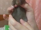 Крысы Дамбо объявление продам