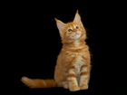 Мейн-кун красные котятки объявление продам