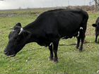 Корова и теленок объявление продам