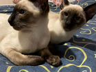 Орики# ориентальные клубные котята#сиамы объявление продам