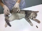 Кастрация котов и стерилизация кошек, вакцинация объявление продам